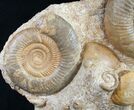 Large Ammonite Plate Three Species - France #10020-1